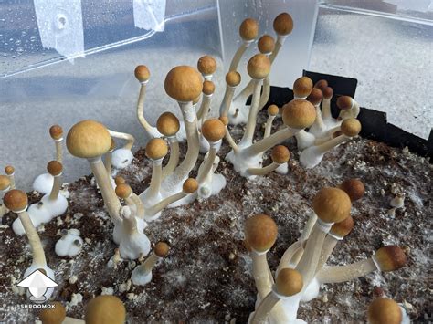 psilocybe strains|easiest psilocybe cubensis to grow.